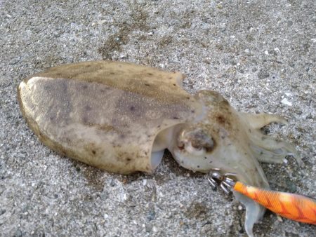 半年ぶりの淡路島